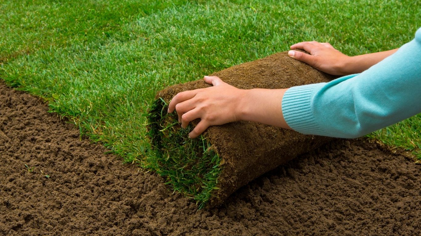 Lawn & turf treatment