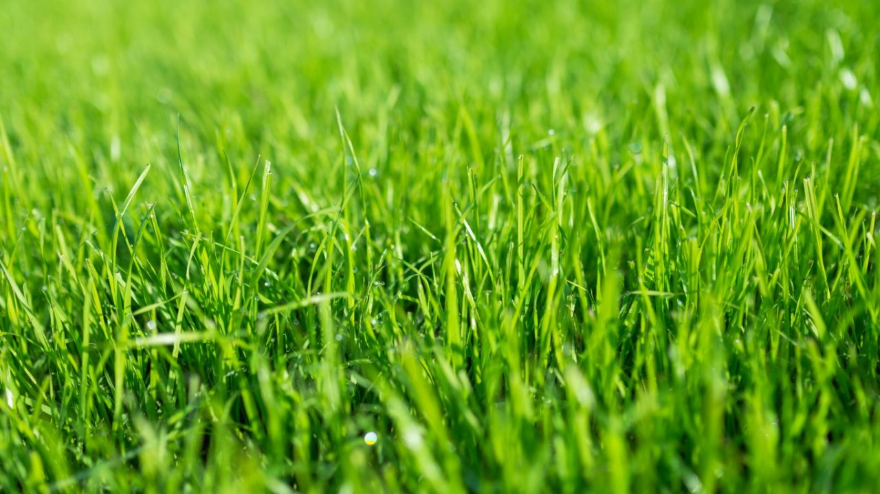 landscape-maintenance-43 Beautiful green grass